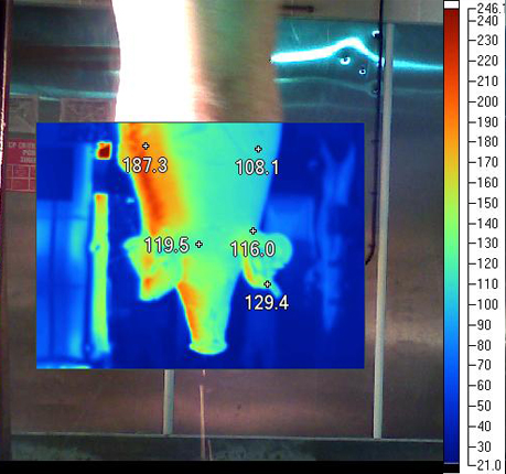 Pig thermal image